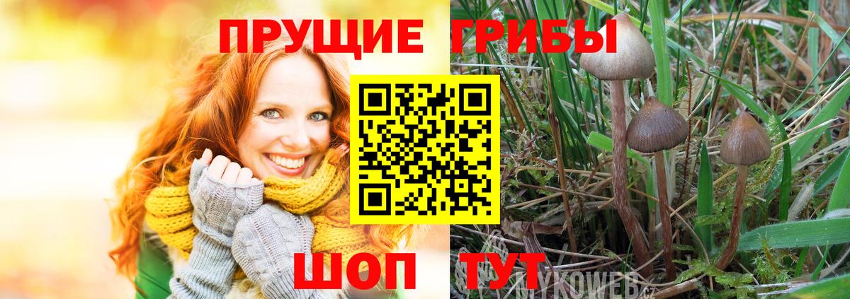 Волоколамск  Галлюциногенные грибы мухоморы  Вход с VPN 
